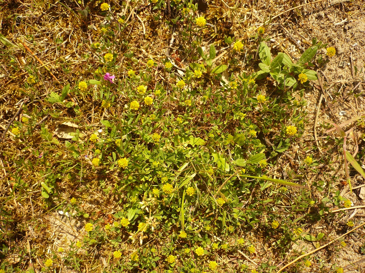 Trifolium campestre (Fabaceae)